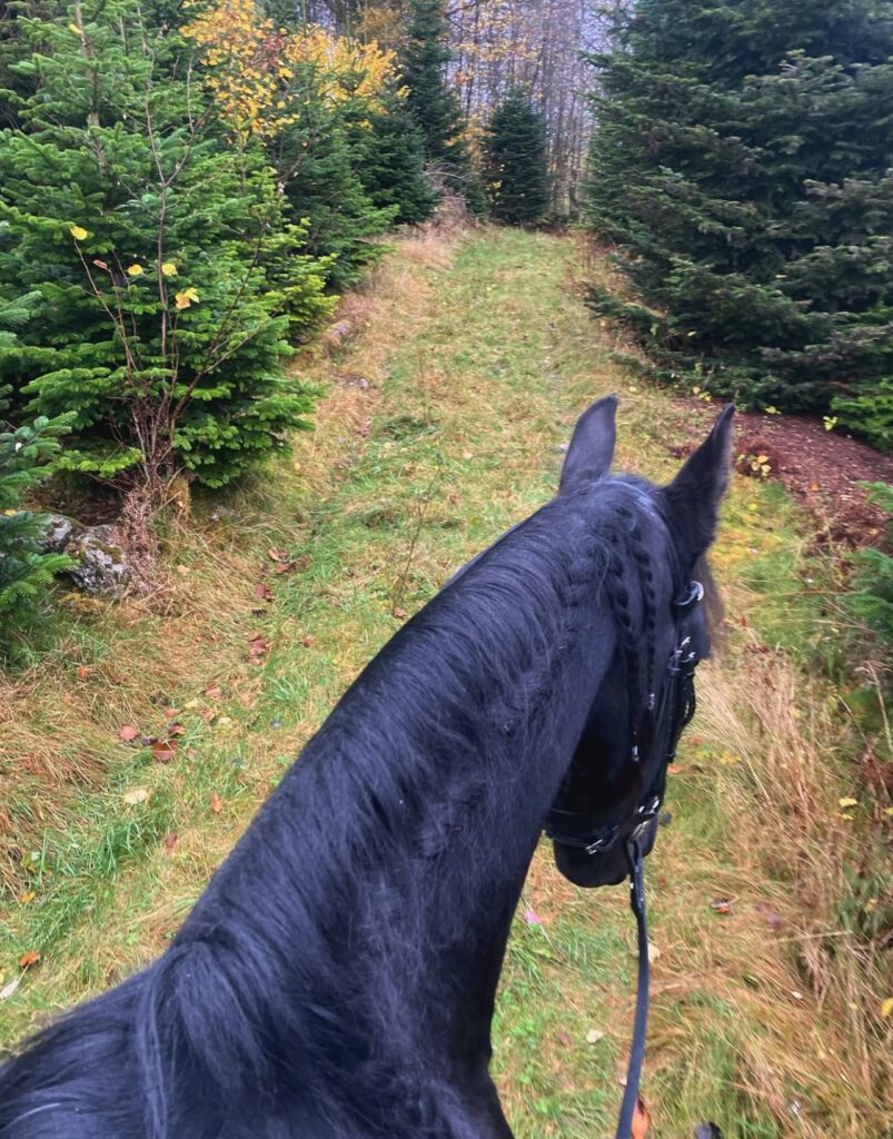 Hest