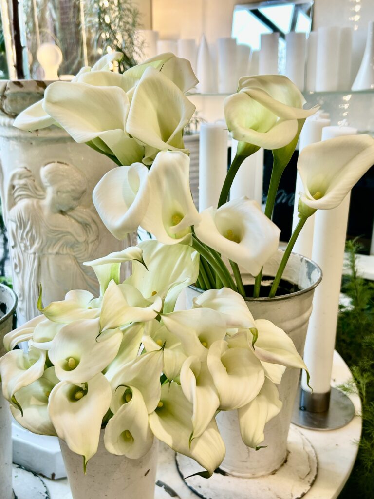 Vakre hvite kalla-liljer i vaser på utstilling i en elegant butikk. Høstens blomster