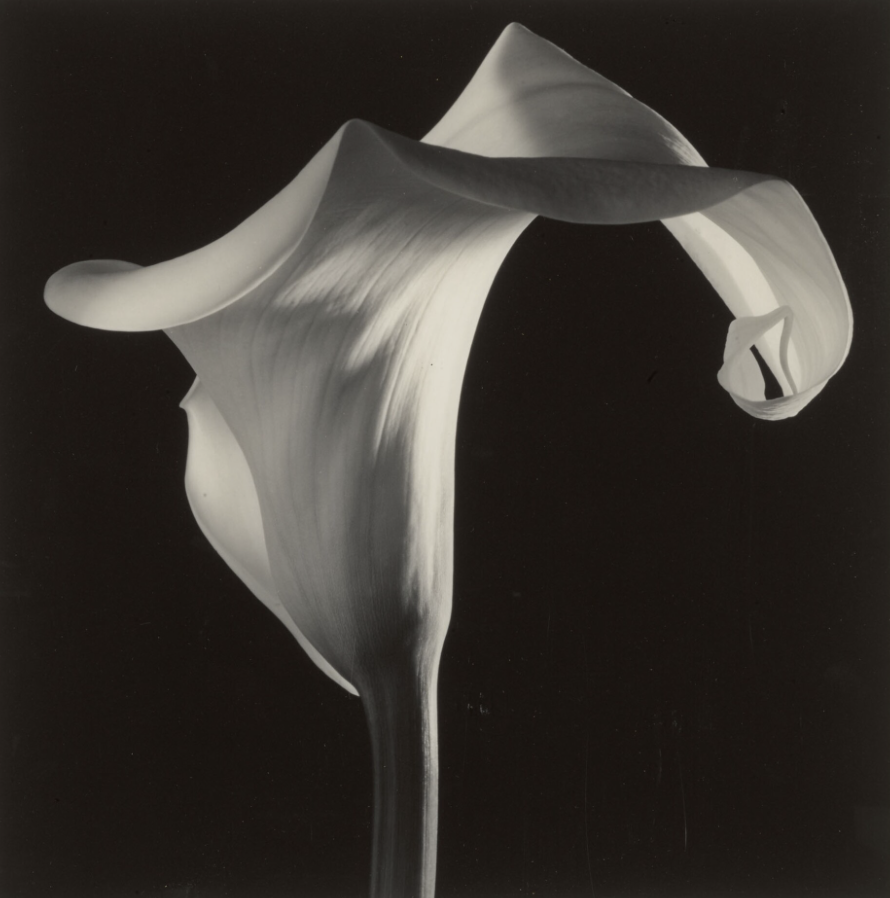 Svart-hvitt bilde av en elegant kalla-lilje mot en mørk bakgrunn.