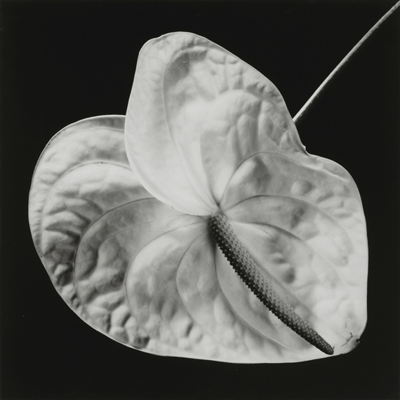 Sort-hvitt bilde av en anthuriumblomst med detaljerte kronblad mot en mørk bakgrunn.