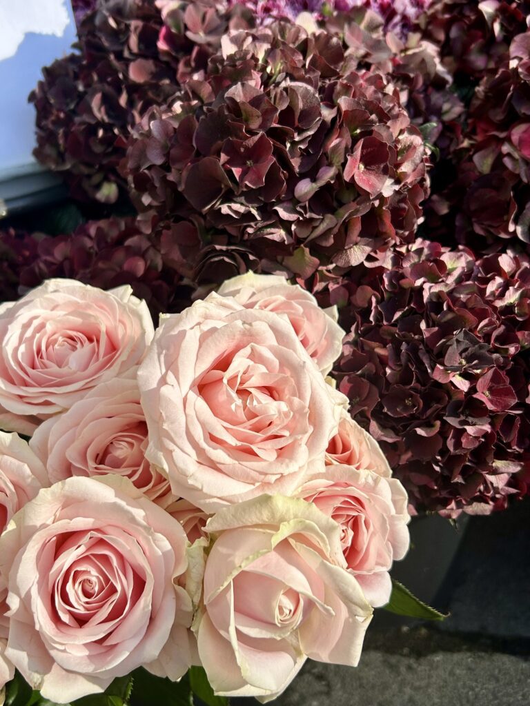 Lyserosa roser og lilla hortensia i dagslys.